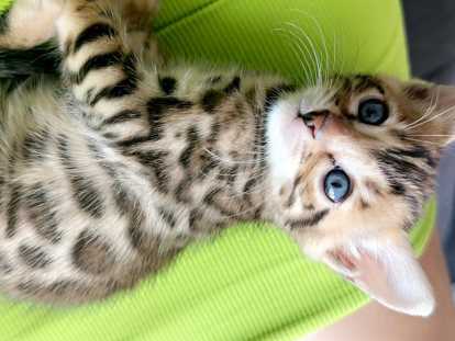 Chatons Bengal à vendre