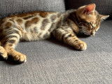 Chatons Bengal pure race, pedigree à vendre
