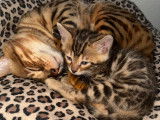 Chatons Bengal pure race, pedigree à vendre