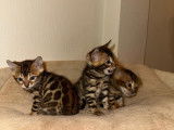 Chatons Bengal pure race, pedigree à vendre