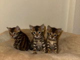Chatons Bengal pure race, pedigree à vendre