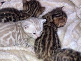 Chatons Bengal pure race, pedigree à vendre