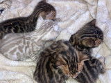 Chatons Bengal pure race, pedigree à vendre
