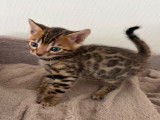 Chatons Bengal pure race, pedigree à vendre