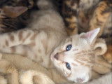Chatons Bengal pure race, pedigree à vendre