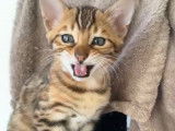 Chatons Bengal pure race, pedigree à vendre