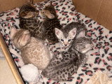 Chatons Bengal pure race, pedigree à vendre