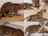 Chatons Bengal haut de gamme à vendre