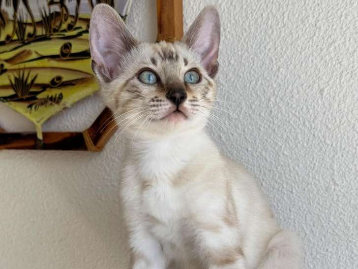 Chatons Bengal haut de gamme à vendre