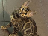 Chatons Bengal haut de gamme à vendre