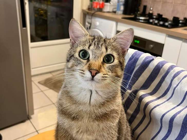 Tigrou
