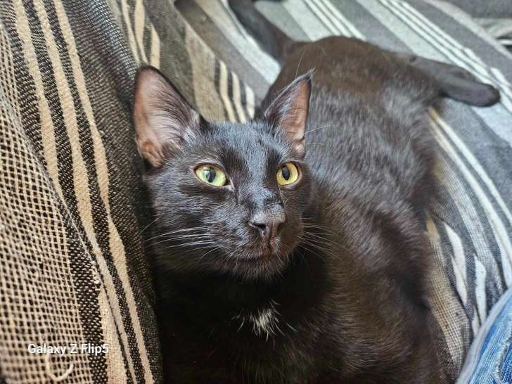 Figaro