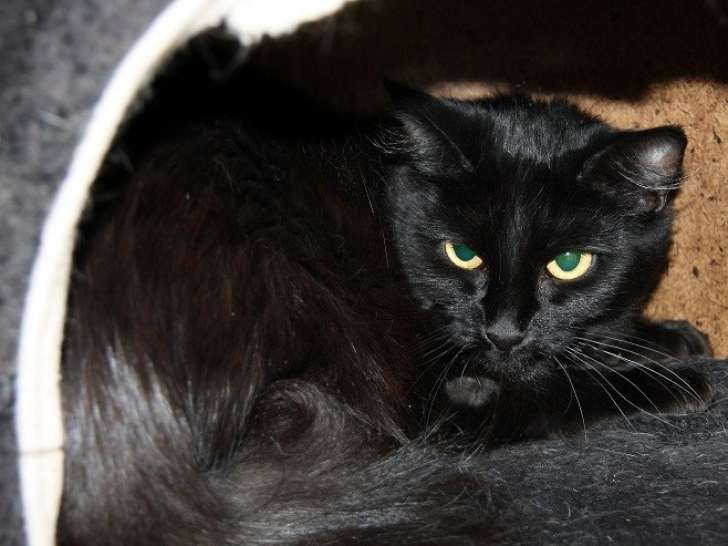 Disponible à l'adoption : chatte noire