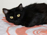 Disponible à l'adoption : chatte noire