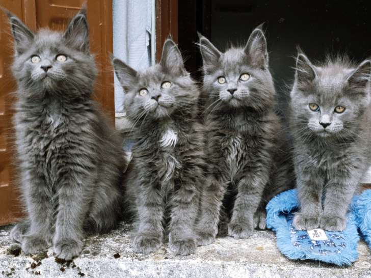 Chatons de race Maine Coon (2 femelles & 2 mâles)