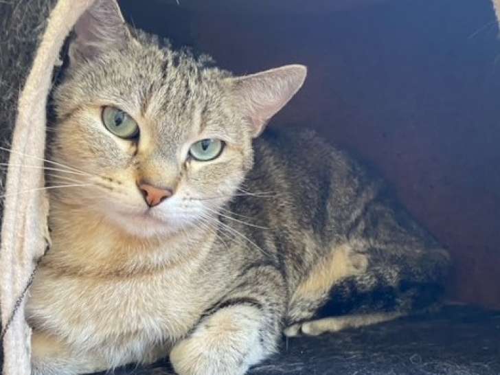En attente d’une famille : chatte de 6 ans