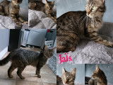 Prête pour l’adoption : chatte tigrée