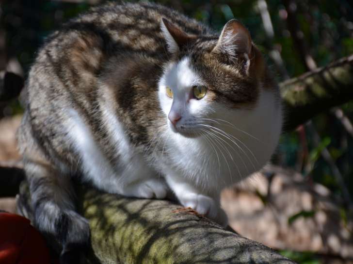 Adoption disponible : chatte de 6 ans