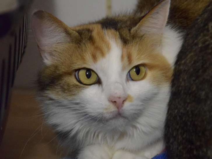 Chatte tricolore à adopter