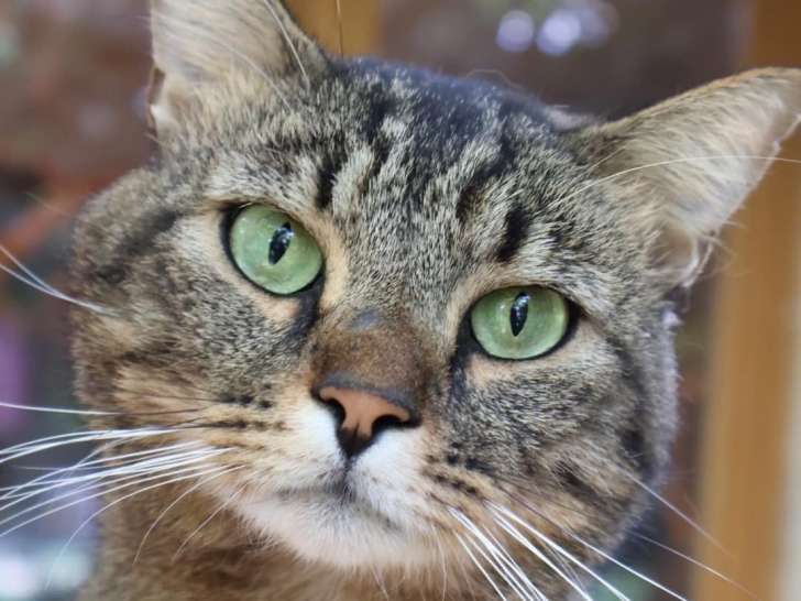 Disponible à l'adoption : chat tigré
