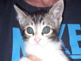 Adoption disponible : chaton mâle tigré blanc