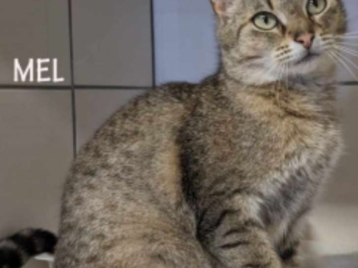 Chatte de 3 ans à accueillir dans un foyer