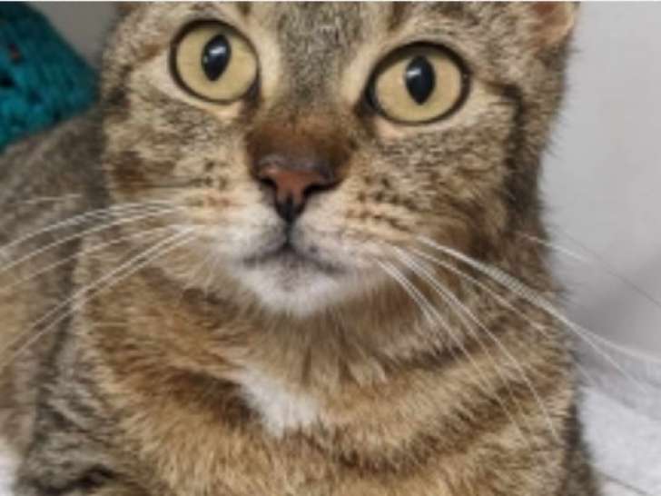 Chatte d'un an en quête d'une famille accueillante