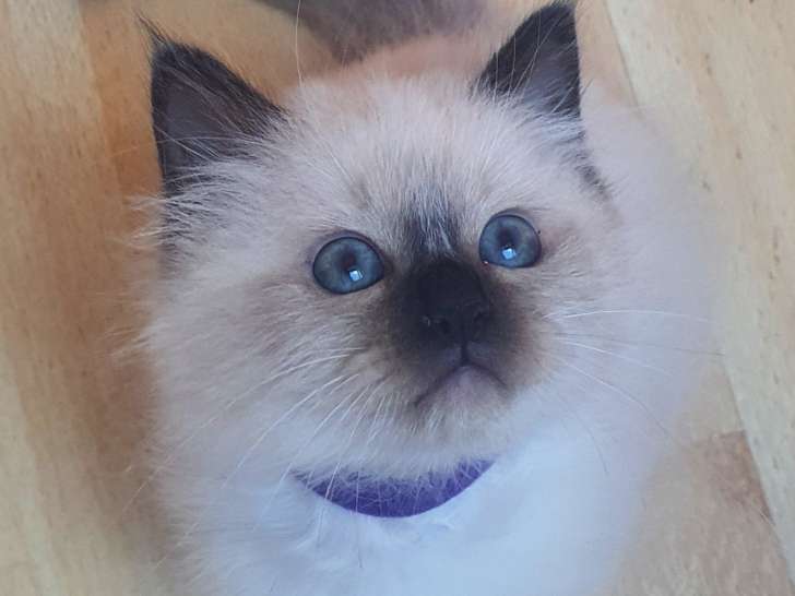 Chatons Sacré de Birmanie LOOF à vendre