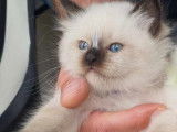 Chatons Sacr&eacute; de Birmanie LOOF &agrave; vendre