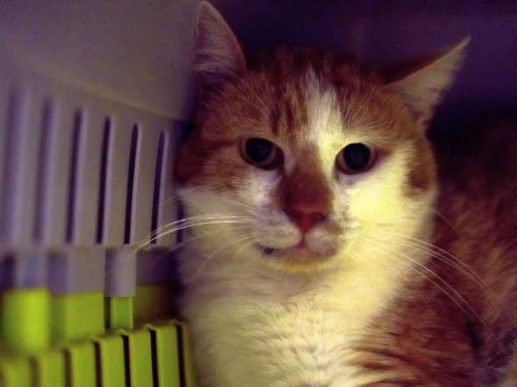 À adopter : chat roux et blanc