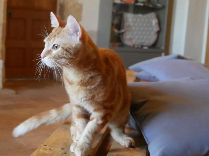 En attente d'une famille : chat d'un an