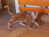 En attente d'une famille : chat d'un an