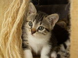 À adopter : chaton femelle de 2 mois