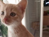Disponible à l'adoption : chatonne crème