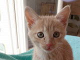 Disponible à l'adoption : chatonne crème