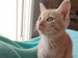 Disponible à l'adoption : chatonne crème
