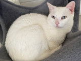 En quête d'un foyer : chatte blanche