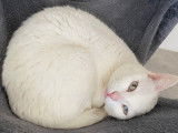 En quête d'un foyer : chatte blanche