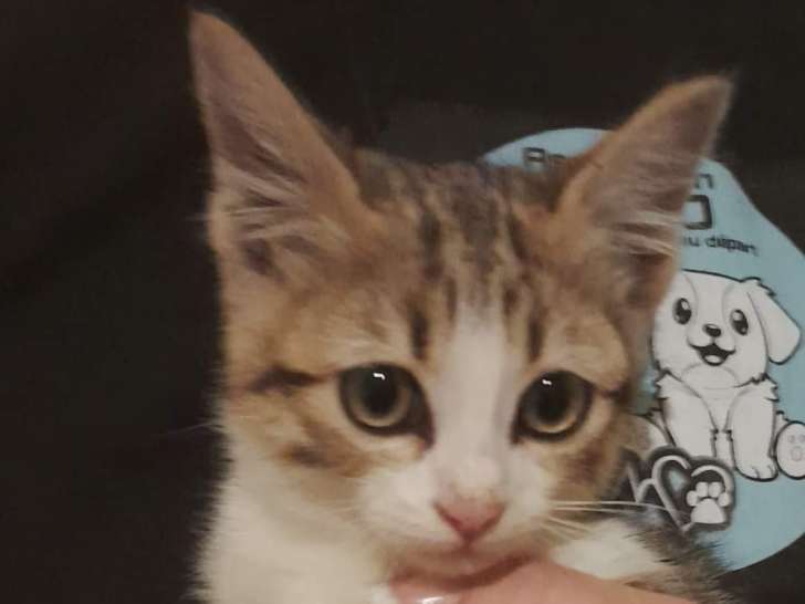 Chaton mâle de 2 mois à adopter