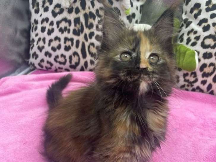 4 chatons Maine Coons LOOF à vendre