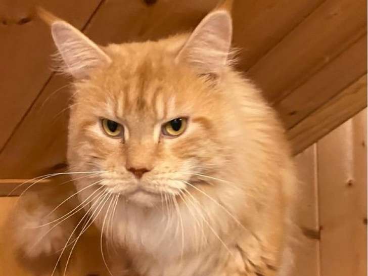 À vendre : un chat Maine Coon LOOF
