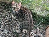 Un chat Bengal LOOF disponible à la saillie