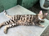 Un chat Bengal LOOF disponible à la saillie