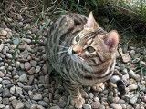 Un chat Bengal LOOF disponible à la saillie