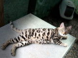 Un chat Bengal LOOF disponible à la saillie