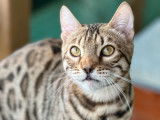Un chat Bengal LOOF disponible à la saillie