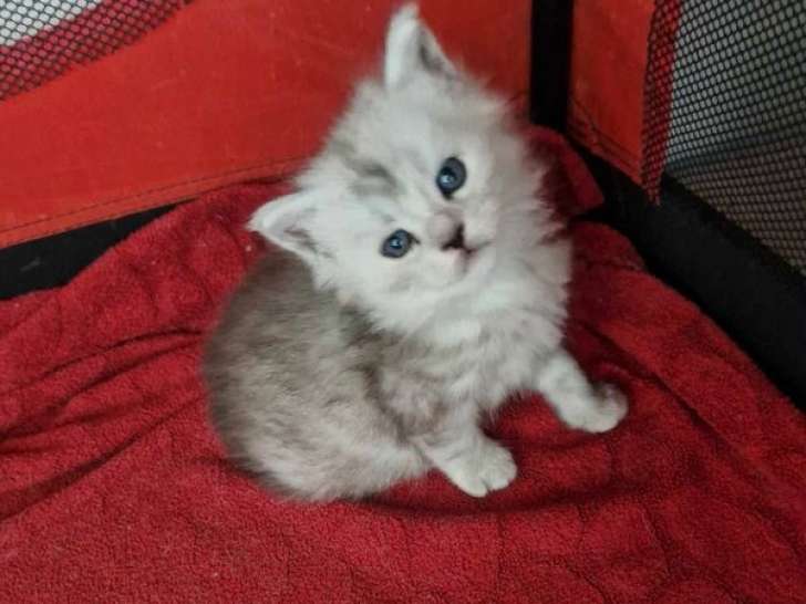 À réserver :1 chaton Maine Coon femelle LOOF