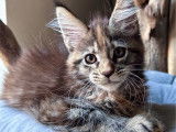 Une chatonne Maine Coon LOOF disponible à la réservation