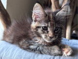 Une chatonne Maine Coon LOOF disponible à la réservation