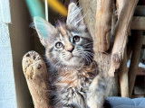 Une chatonne Maine Coon LOOF disponible à la réservation